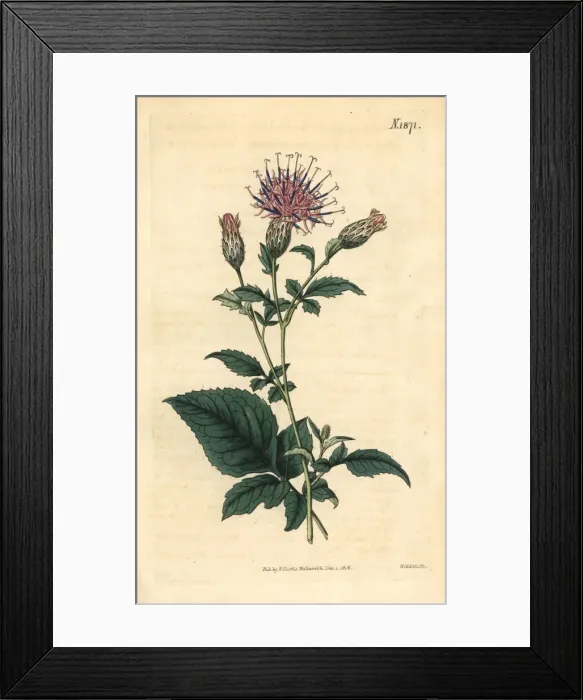 Framed Print : Klasea quinquefolia Framed Print : Klasea quinquefolia