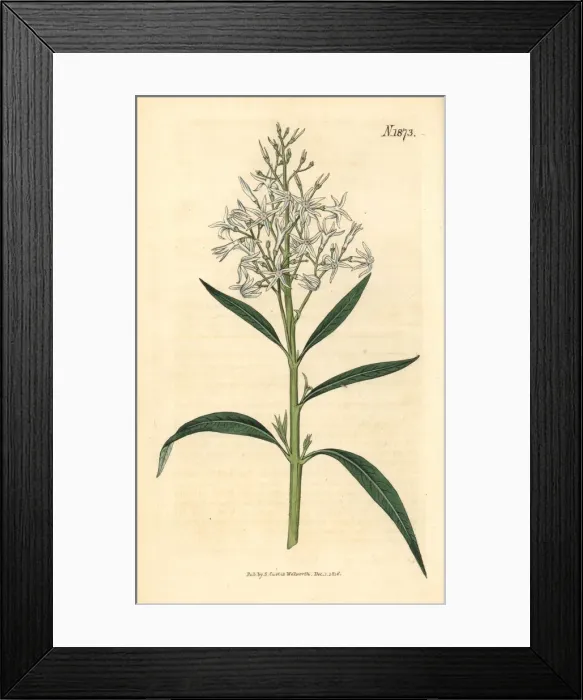 Framed Print : Amsonia tabernaemontana var. salicifolia Framed Print : Amsonia tabernaemontana var. salicifolia