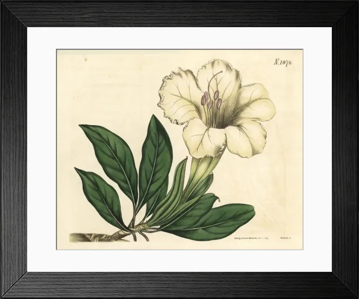 Framed Print : Great-flowered solandra, Solandra grandiflora Framed Print : Great-flowered solandra, Solandra grandiflora