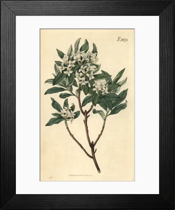 Framed Print : Altaic daphne, Daphne altaica Framed Print : Altaic daphne, Daphne altaica