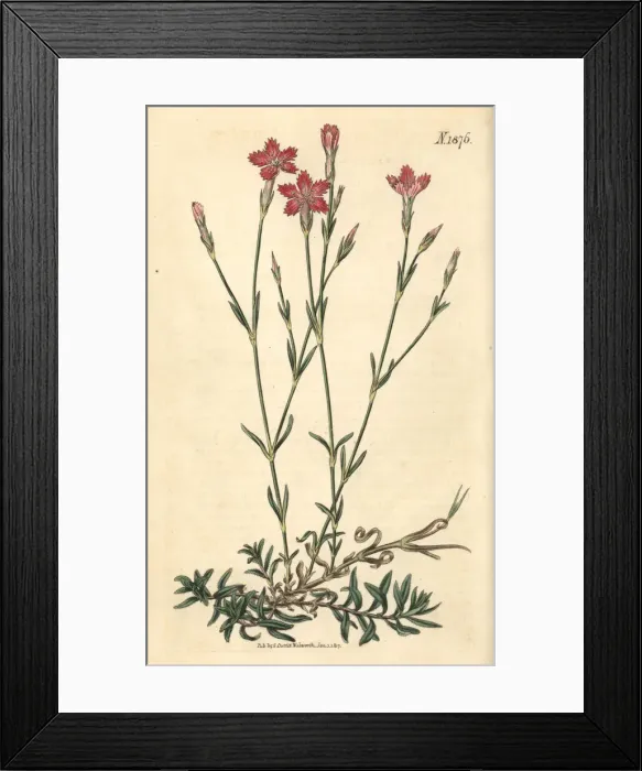 Framed Print : Field pink, Dianthus campestris Framed Print : Field pink, Dianthus campestris