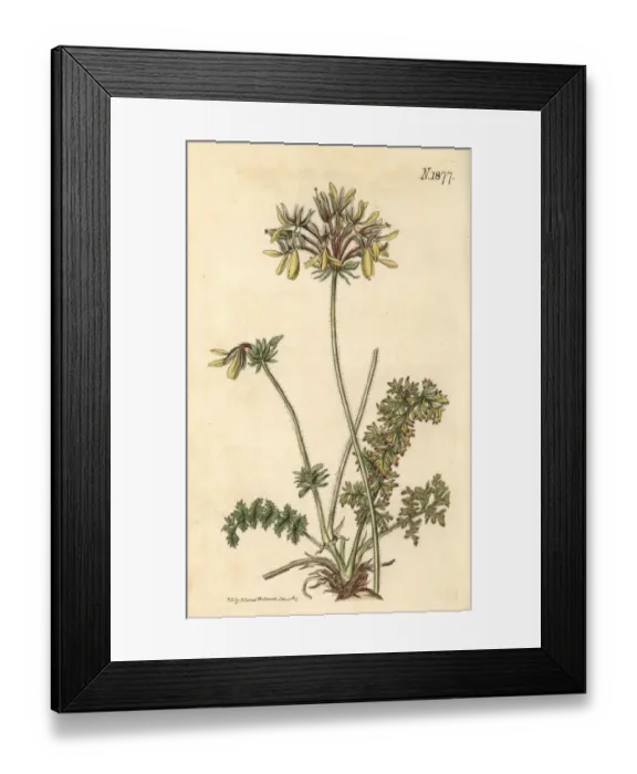 Framed Print : Yellow fumitory-flowered cranes bill, Pelargonium Framed Print : Yellow fumitory-flowered cranes bill, Pelargonium
