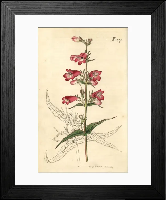 Framed Print : Penstemon campanulatus Framed Print : Penstemon campanulatus