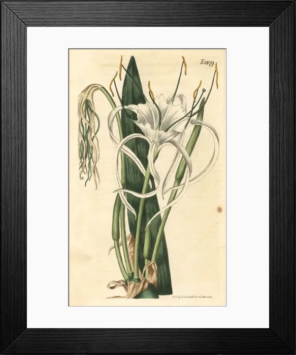 Framed Print : Beach spider lily, Hymenocallis littoralis Framed Print : Beach spider lily, Hymenocallis littoralis