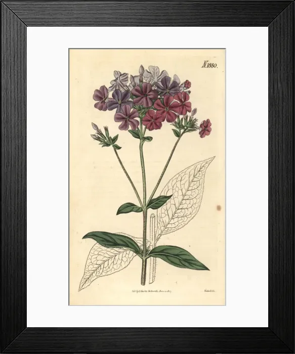 Framed Print : Cross-leaved phlox or lychnidea, Phlox acuminata Framed Print : Cross-leaved phlox or lychnidea, Phlox acuminata