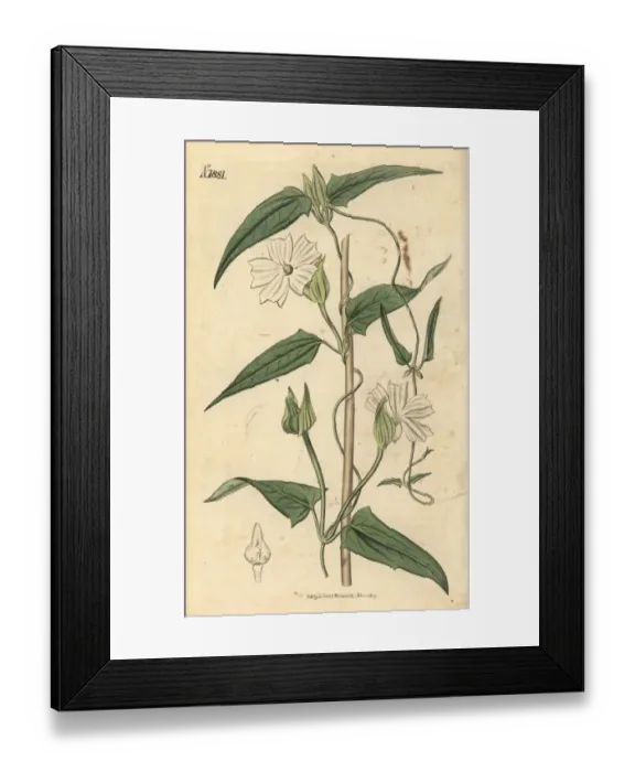 Framed Print : Twining thunbergia, Thunbergia fragrans Framed Print : Twining thunbergia, Thunbergia fragrans