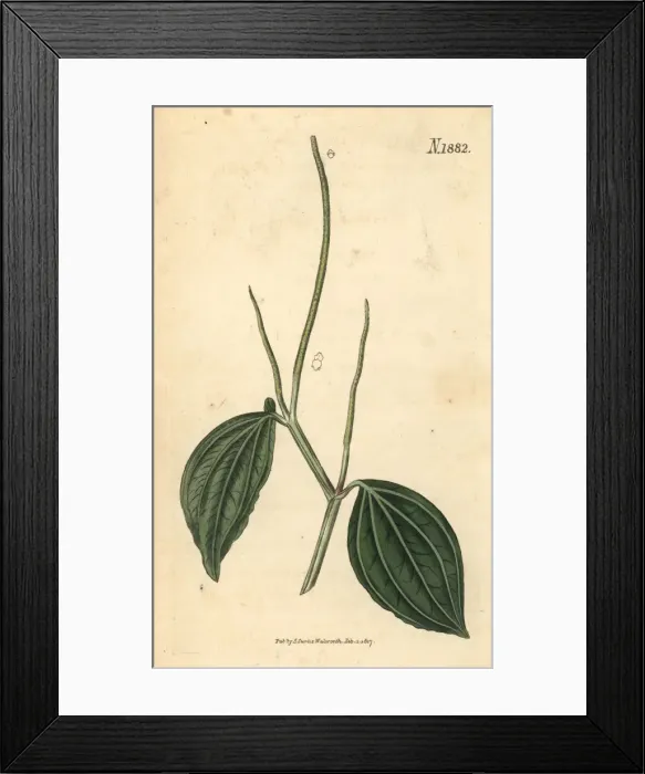 Framed Print : Peperomia acuminata Framed Print : Peperomia acuminata