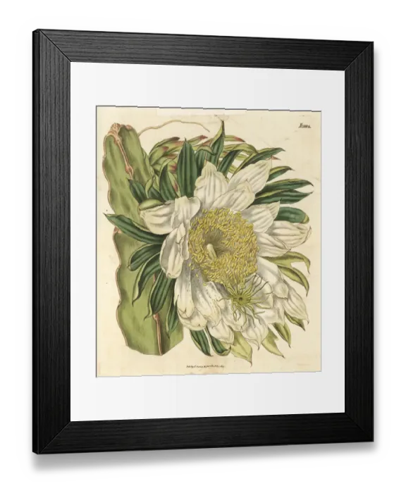 Framed Print : Strawberry pear, Hylocereus trigonus Framed Print : Strawberry pear, Hylocereus trigonus