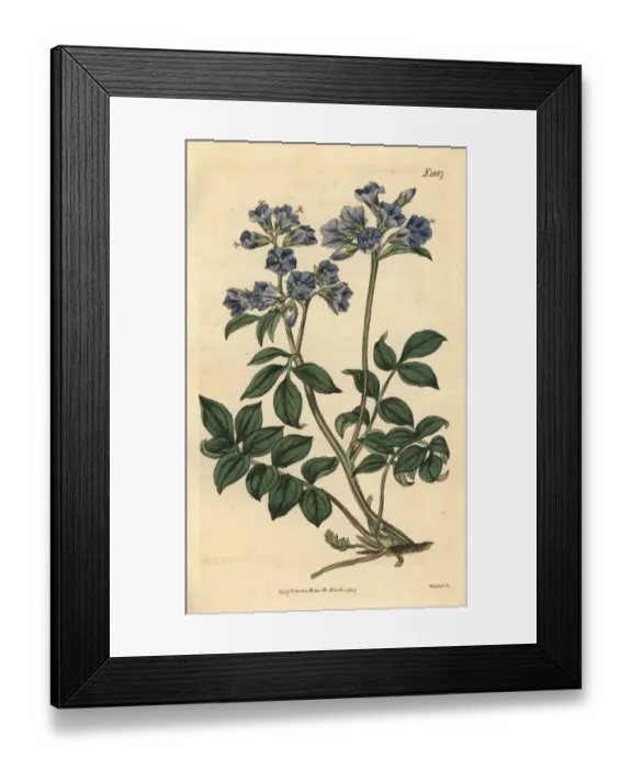 Framed Print : Creeping greek-valerian, Polemonium reptans Framed Print : Creeping greek-valerian, Polemonium reptans