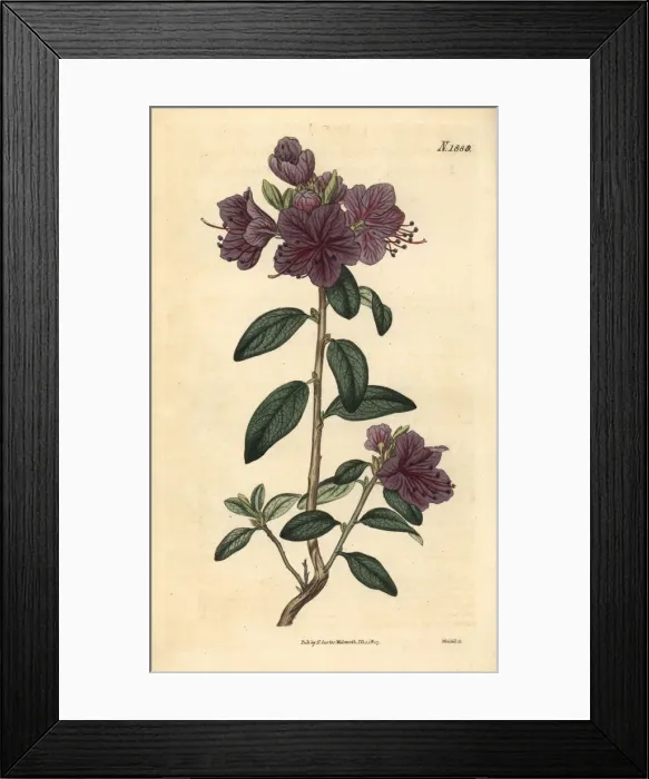 Framed Print : Evergreen daurian rhododendron, Rhododendron Framed Print : Evergreen daurian rhododendron, Rhododendron