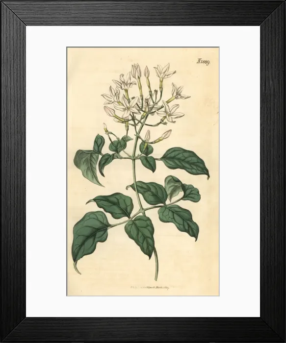 Framed Print : Azorian jasmine, Jasminum azoricum Framed Print : Azorian jasmine, Jasminum azoricum