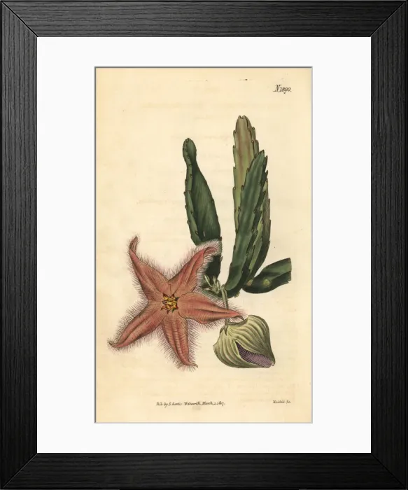 Framed Print : Gonostemon deflexus Framed Print : Gonostemon deflexus