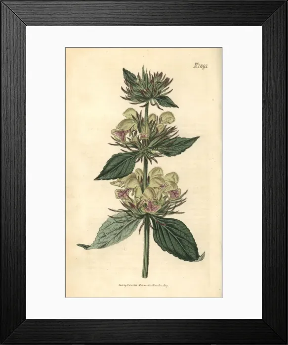 Framed Print : Samian phlomis, Phlomis samia Framed Print : Samian phlomis, Phlomis samia