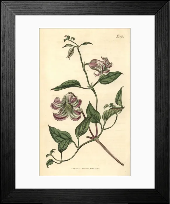 Framed Print : Curled-flowered virgins bower, Clematis crispa Framed Print : Curled-flowered virgins bower, Clematis crispa