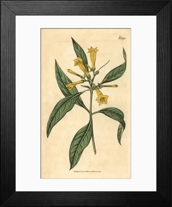 Framed Print : Large-flowered hamelia, Hamelia ventricosa Framed Print : Large-flowered hamelia, Hamelia ventricosa