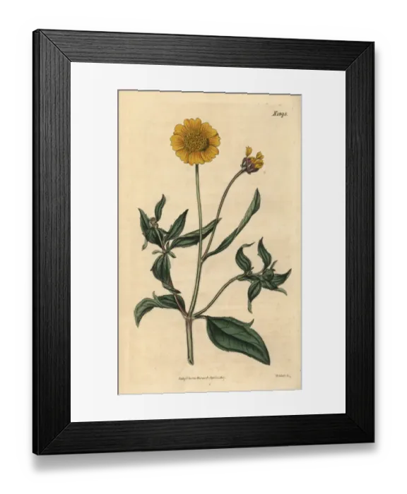 Framed Print : Tridax trilobata Framed Print : Tridax trilobata