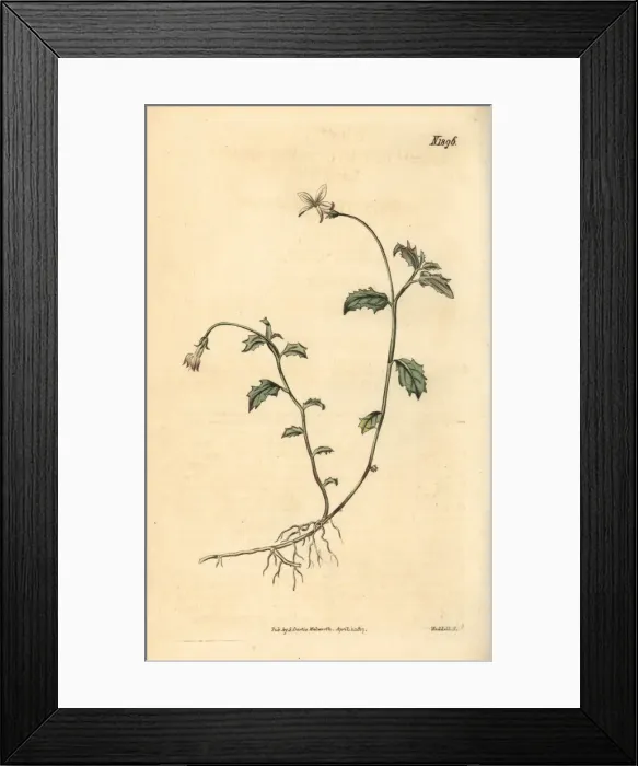 Framed Print : Lobelia purpurascens Framed Print : Lobelia purpurascens