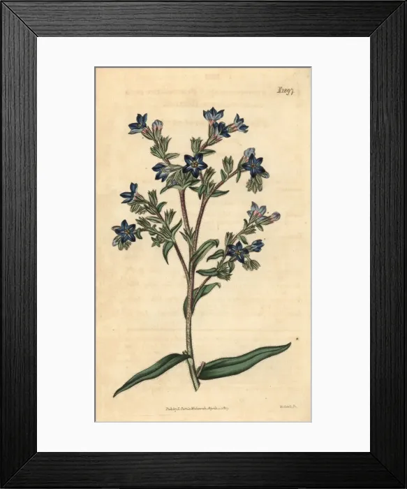 Framed Print : Common bugloss, Anchusa officinalis Framed Print : Common bugloss, Anchusa officinalis
