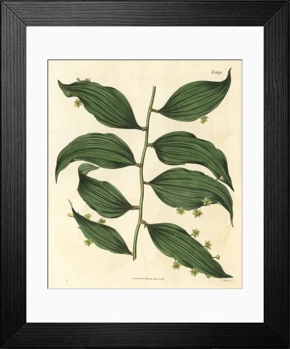 Framed Print : Climbings butchers broom, Semele androgyna