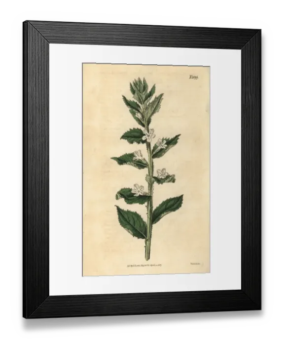 Framed Print : Lazybush, Oftia africana Framed Print : Lazybush, Oftia africana