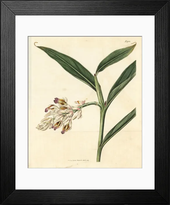 Framed Print : Ginger lily, Alpinia calcarata Framed Print : Ginger lily, Alpinia calcarata