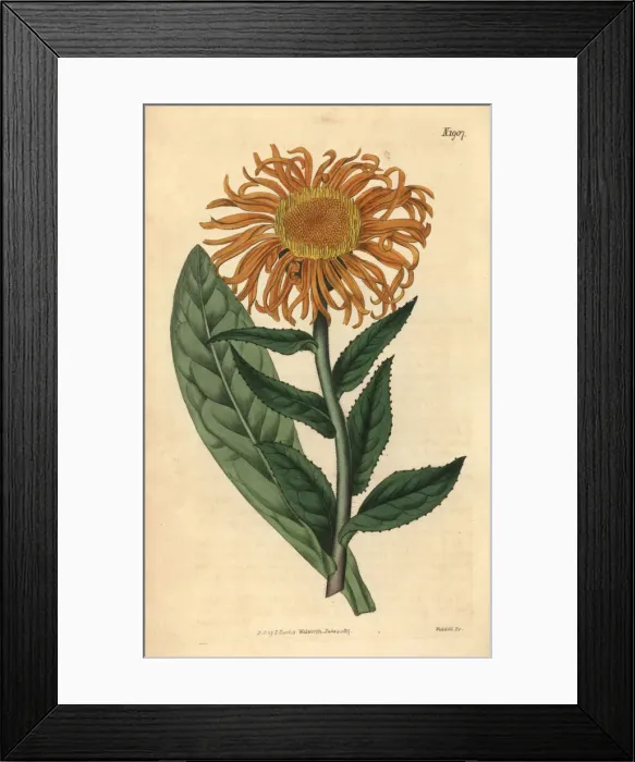 Framed Print : Inula orientalis Framed Print : Inula orientalis
