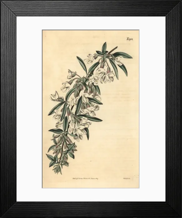 Framed Print : Tagasaste or tree lucerne, Cytisus proliferus Framed Print : Tagasaste or tree lucerne, Cytisus proliferus