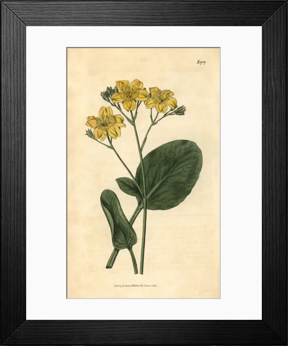 Framed Print : Villarsia ovata Framed Print : Villarsia ovata