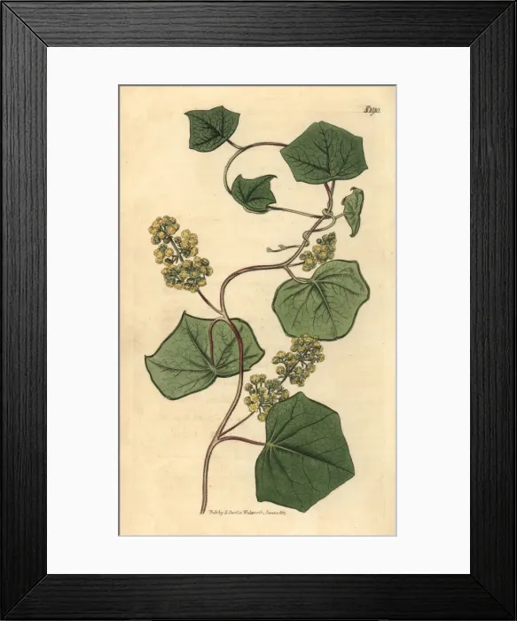 Framed Print : Canadian moonseed, Menispermum canadense Framed Print : Canadian moonseed, Menispermum canadense