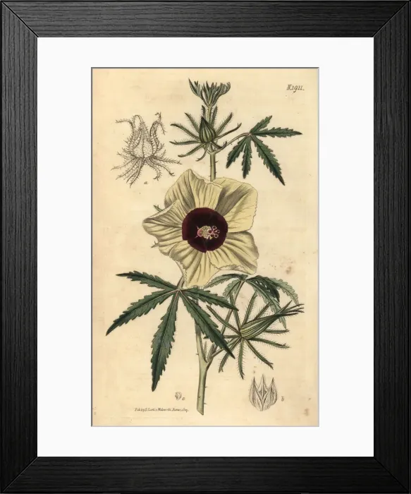 Framed Print : Kenaf or hemp-leaved hibiscus, Hibiscus cannabinus Framed Print : Kenaf or hemp-leaved hibiscus, Hibiscus cannabinus