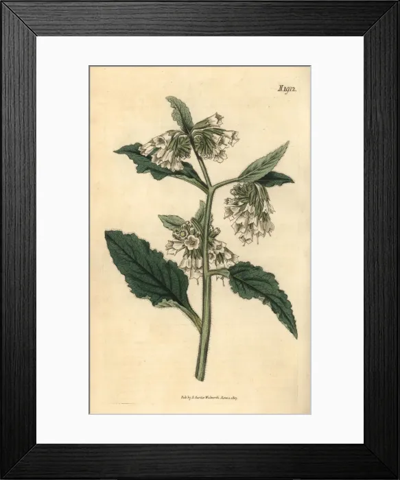 Framed Print : Taurian comfrey, Symphytum tauricum Framed Print : Taurian comfrey, Symphytum tauricum