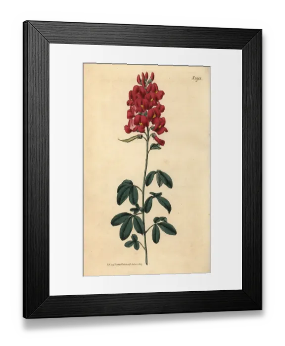 Framed Print : Hypocalyptus coluteoides Framed Print : Hypocalyptus coluteoides