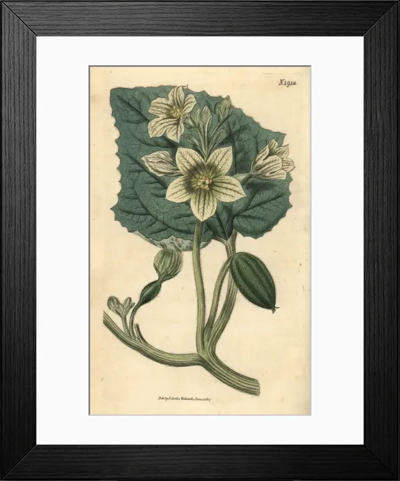 Framed Print : Squirting cucumber, Ecballium elaterium Framed Print : Squirting cucumber, Ecballium elaterium