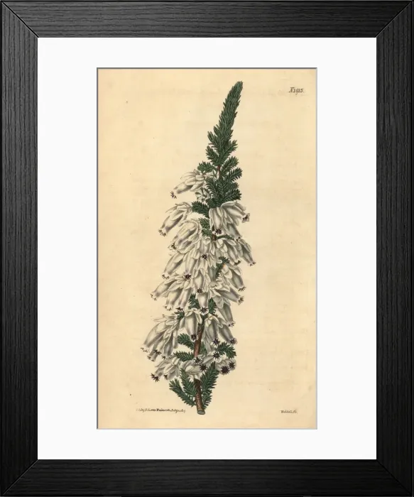 Framed Print : Lady Ann Monsons heath, Erica monsonia Framed Print : Lady Ann Monsons heath, Erica monsonia