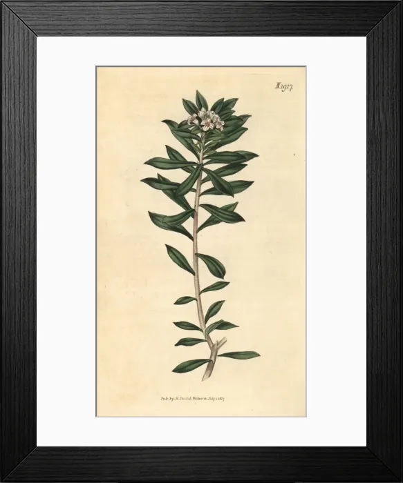 Framed Print : Cretan daphne, Daphne oleoides Framed Print : Cretan daphne, Daphne oleoides