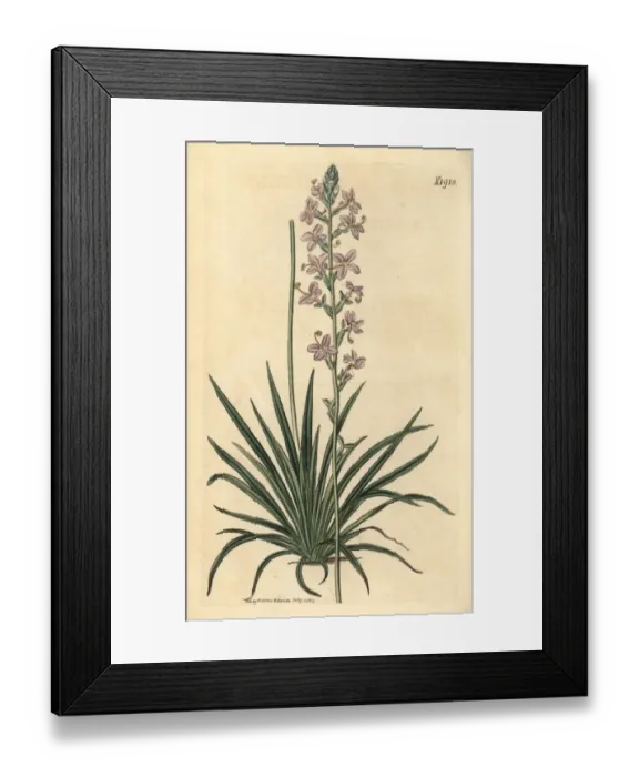 Framed Print : Grass triggerplant, Stylidium graminifolium Framed Print : Grass triggerplant, Stylidium graminifolium