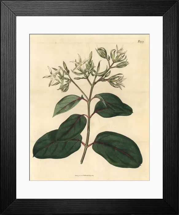 Framed Print : Kamettia caryophyllata Framed Print : Kamettia caryophyllata