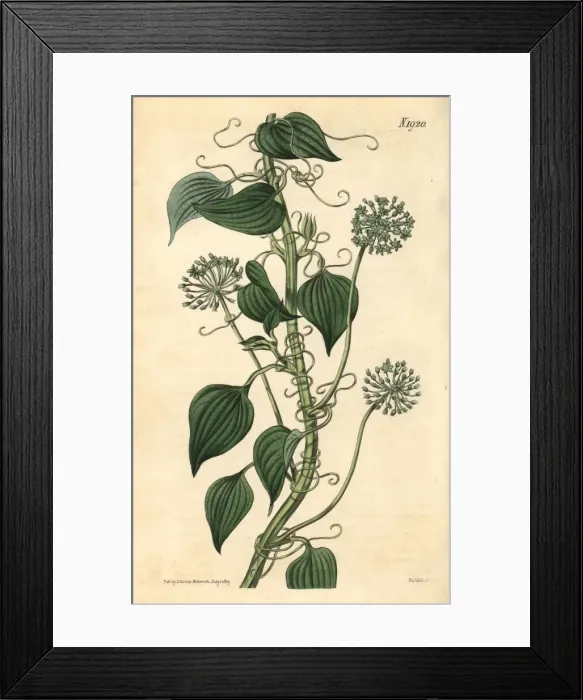 Framed Print : Herbaceous smilax, Smilax herbacea Framed Print : Herbaceous smilax, Smilax herbacea