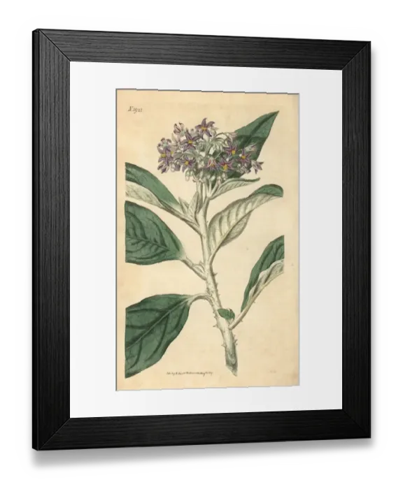 Framed Print : Tall nightshade, Solanum giganteum Framed Print : Tall nightshade, Solanum giganteum