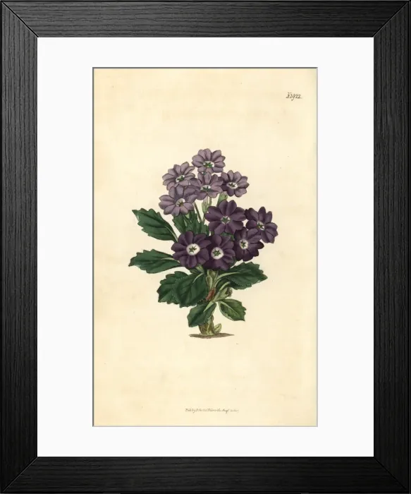 Framed Print : Comely auricula, Primula decora Framed Print : Comely auricula, Primula decora