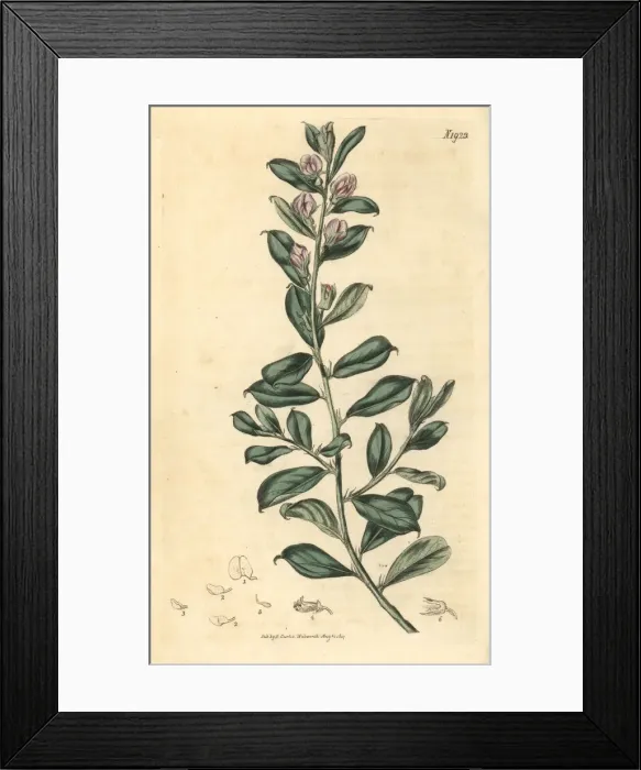 Framed Print : Lesser bush sweet pea, Podalyria sericea Framed Print : Lesser bush sweet pea, Podalyria sericea