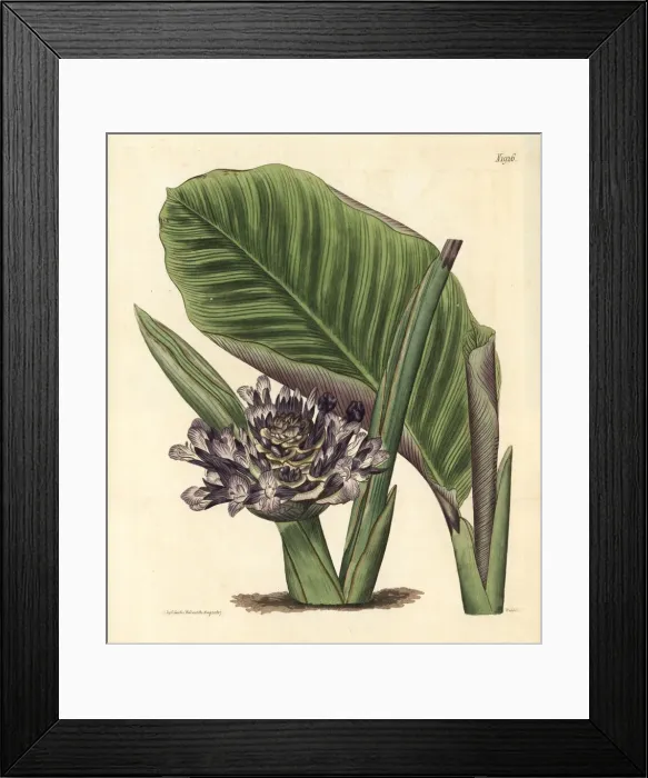 Framed Print : Zebra plant, Calathea zebrina Framed Print : Zebra plant, Calathea zebrina