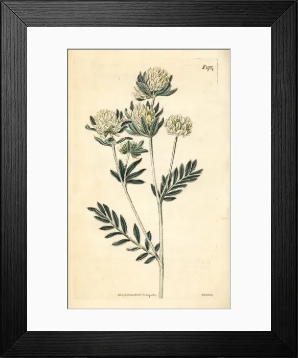 Framed Print : Jupiters beard, Anthyllis barba-jovis Framed Print : Jupiters beard, Anthyllis barba-jovis
