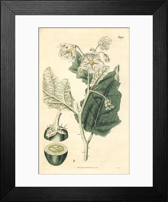 Framed Print : White-margined nightshade, Solanum marginatum Framed Print : White-margined nightshade, Solanum marginatum