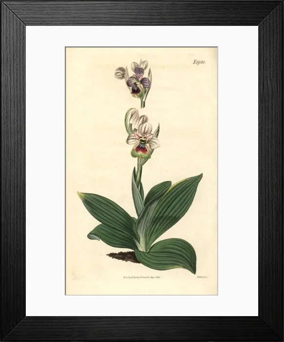 Framed Print : Saw-fly orchid, Ophrys tenthredinifera Framed Print : Saw-fly orchid, Ophrys tenthredinifera