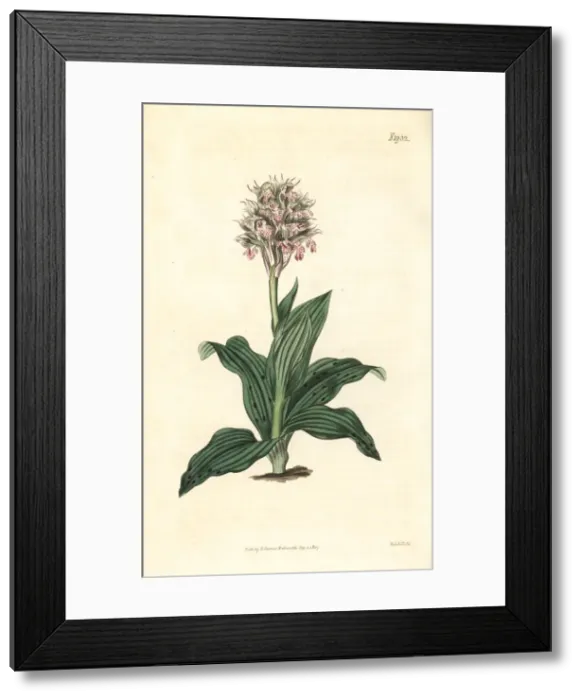 Framed Print : Neotinea lactea orchid Framed Print : Neotinea lactea orchid