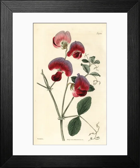 Framed Print : Perennial sweetpea, Lathyrus grandiflorus Framed Print : Perennial sweetpea, Lathyrus grandiflorus