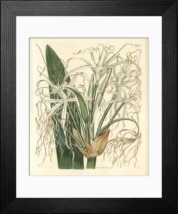 Framed Print : Mangrove spider-lily, Hymenocallis latifolia Framed Print : Mangrove spider-lily, Hymenocallis latifolia