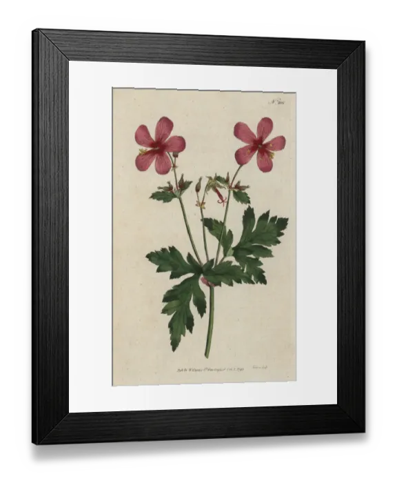Framed Print : Canary Island geranium, Geranium palmatum Framed Print : Canary Island geranium, Geranium palmatum