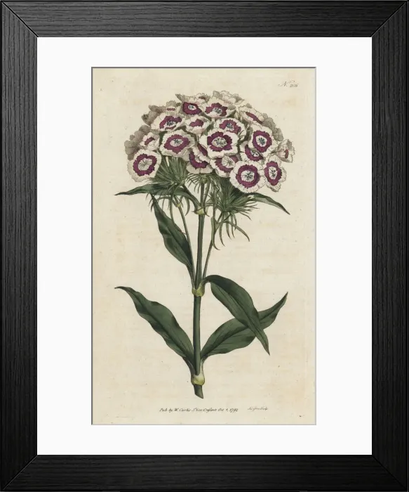 Framed Print : Bearded pink or sweet william, Dianthus barbatus Framed Print : Bearded pink or sweet william, Dianthus barbatus